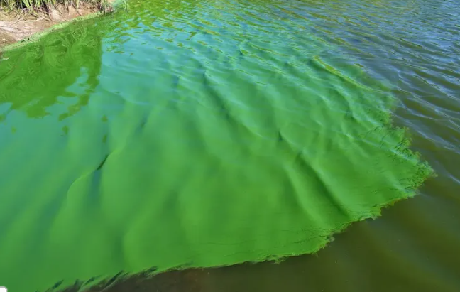 Alerta por cianobacterias en la costa del Río de la Plata