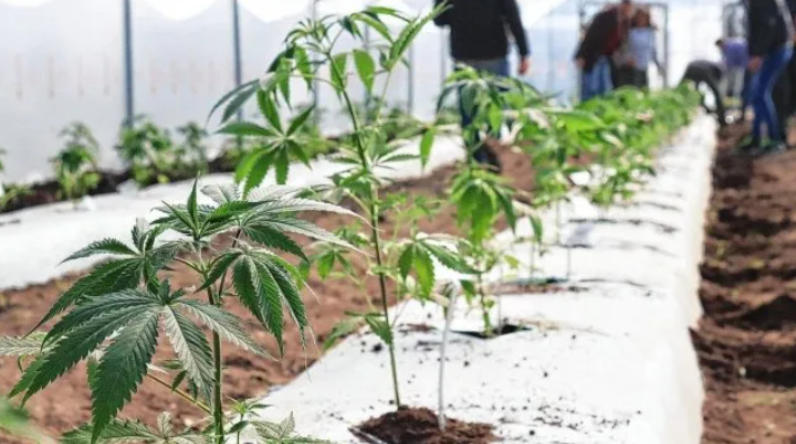 En Santa Fé capacitarán a los equipos de Salud para el uso de cannabis medicinal