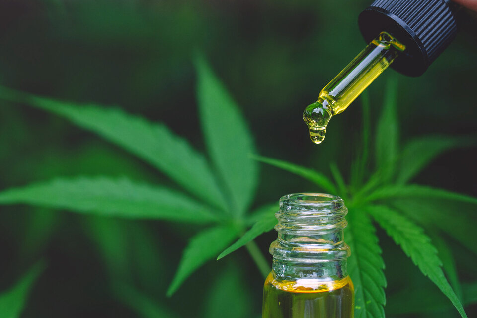 El autocultivo se permite pero con control estatal