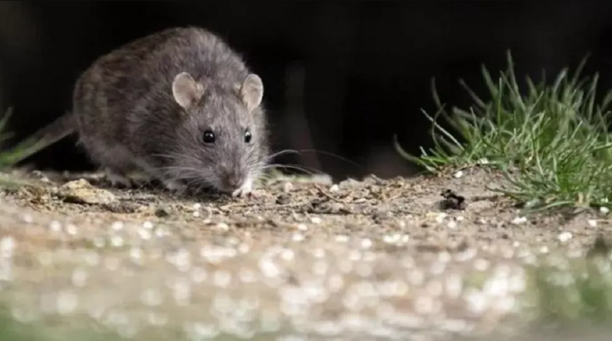 Una niña de ocho años murió por hantavirus en Chubut